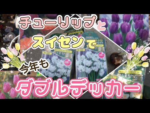 【球根】水仙とチューリップを植えました【ダブルデッカー】