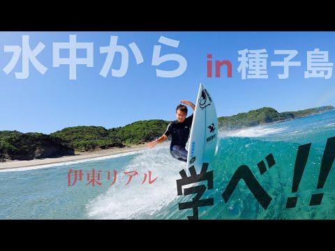 水中からだと余計にわかるプロ達の動きがすごかった・・【種子島】