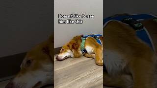 Please say a little prayer 🙏😔 #dog #pets #petlovers #youtuber #shorts #shortvideo #yputubeshorts