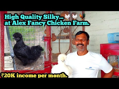 Fancy Chicken Farming in India // Fancy chicken farming for more income //