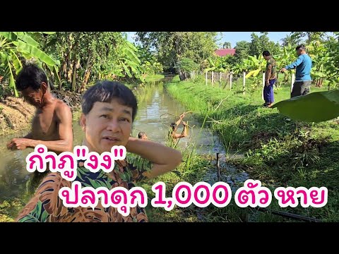 หาปลาดุกในสวน ทำน้ำยาไม่ได้สักตัว ตั้ง 1,000 ตัวหายหมด #บ้านสวนกำภูEp1191