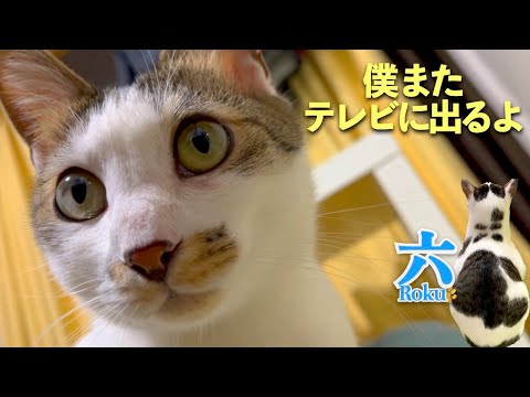 【テレビに出るよ】愛猫の小六と六がテレビ出演。見てね。| [生まれ変わりの猫] 六 (Roku)