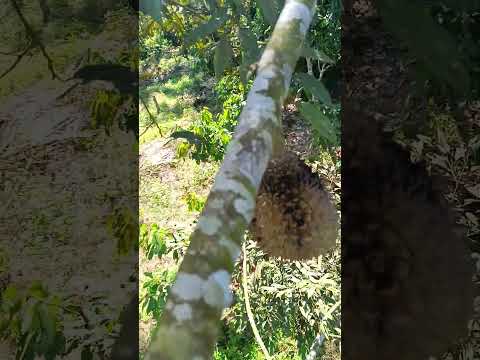 Durian harvesting