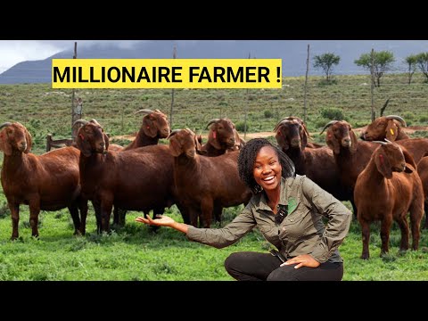 How Many Exotic GOATS To Start A Successful Farm Business! | Great Ideas!