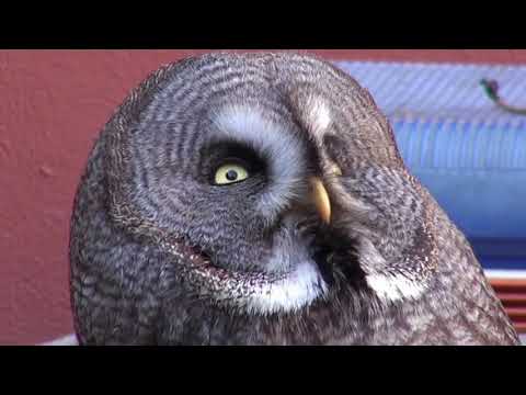 Owl | Copyright Free Video Footage