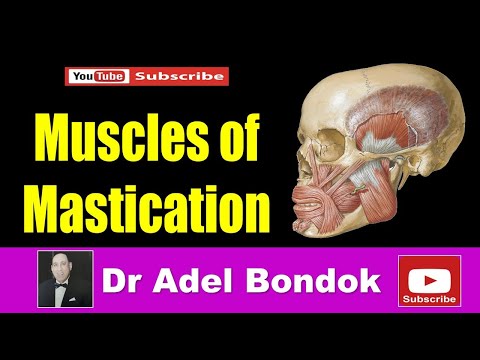 Infratemporal Fossa and Muscles of Mastication, Dr Adel Bondok