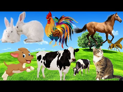 Distinguish between land animals: Cow, Elephant, Rabbit, Chicken, Dog, Horse...