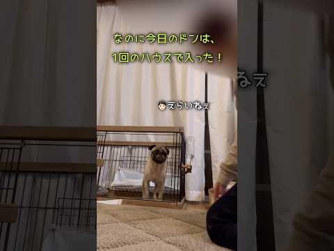 おっ、いいこ🙆🏻‍♂️さて、ドンは寝ます #pug #パグ #パグのいる家