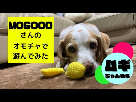 【ビーグル】MOGOOOさんのオモチャで遊んでみたら…