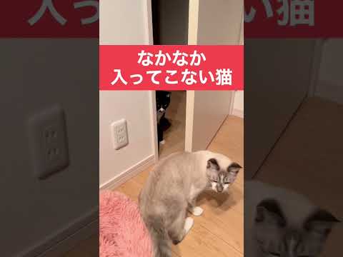 部屋に入りそうで入らない猫 #cat #shorts