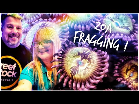 Live Zoa Fragging Demo with Ania @GalleryAquaticaTV | @ReefBuildersVideo ReefStock Australia 2022