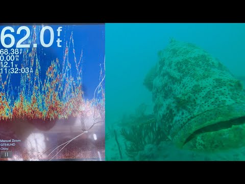 How To Catch Mangrove Snapper Catch Clean Cook!! Goliath Grouper attacks GoPro!