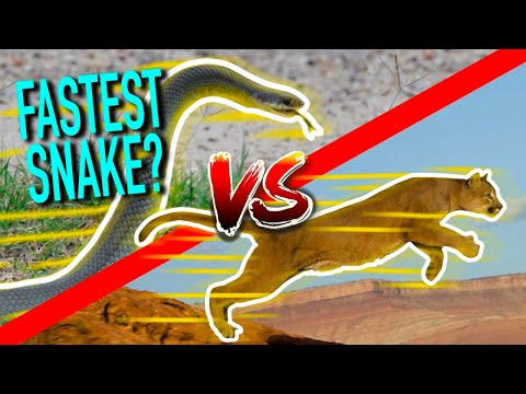 FASTEST Snake in the Mountains!