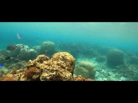 石垣島米原ビーチの天然水族館