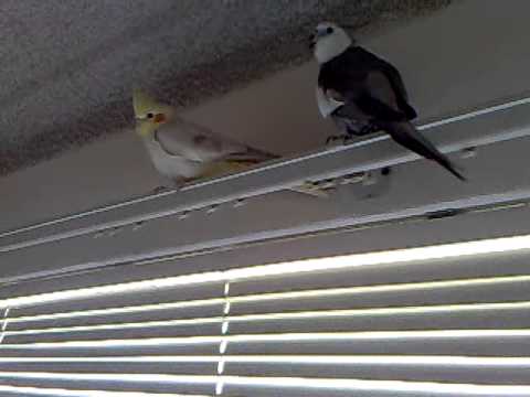 Ricky the cockatiel rapist's mating ritual