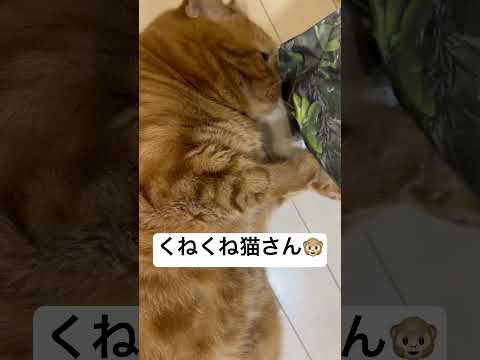 くねくね猫さんだよ😃🐸🦁🐵🙆