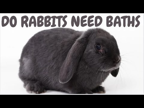 Do Rabbits Need Baths