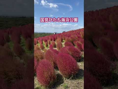 #国営ひたち海浜公園  #コキア #茨城県 #日本 #花 #ひたち海浜公園 #掃帚草 #常陸海濱公園 #紅葉 #hitachiseasidepark #花海 #japantravel #japan