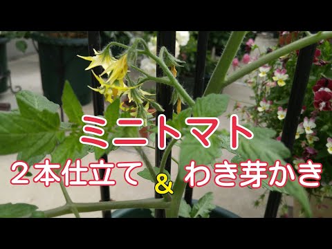 【家庭菜園ミニトマト】２本仕立てとわき芽かき🍅