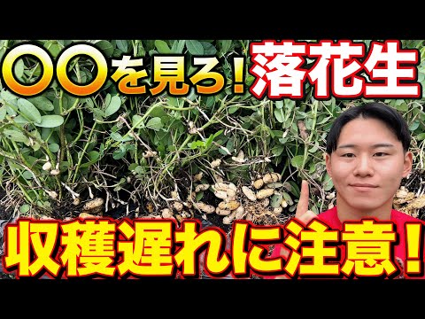 【簡単にわかります】落花生の収穫時期の見極め方と方法について