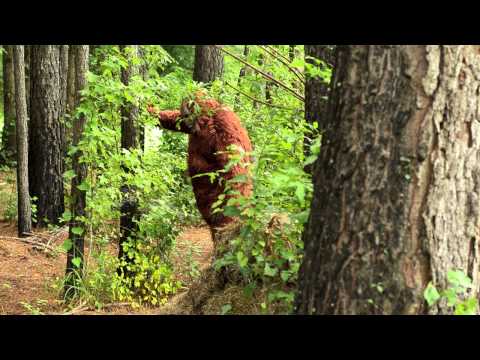 Bigfoot caught in the act!