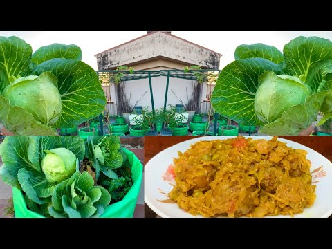 Harvesting Organic Cabbage And Cooking Healthy Cabbage Recipe / Garden To Plate/ Badhakopir Ghonto