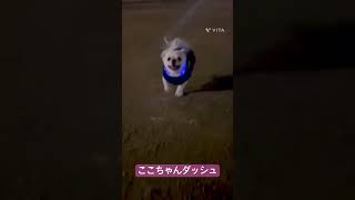 ここちゃんダッシュわん #犬好き#犬好きと繋がりたい#ちわわ #ペキニーズ#可愛いは正義#きゅんです#ドッグラン