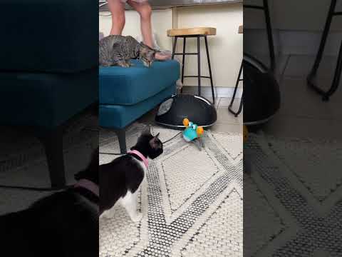 Cats reacting to the Crawling Crab Toy