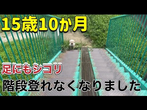 老犬の変化とうとう階段を登れなくなりました💦/足の付け根のしこり