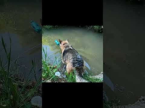 Dog swimming/ dog short videos #shorts #dog #swimming #puppy