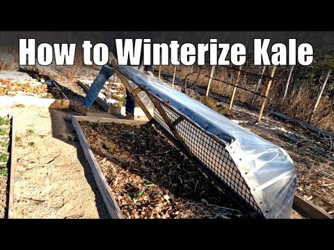 How to Winterize Kale & Other Tough Greens