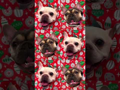 Christmas Eve w/ French Bulldogs Max & Bo | Rockin’ Around the Christmas Tree | Frenchie Trekker TV