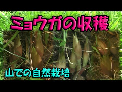 【ミョウガ】山で育てたミョウガの収穫