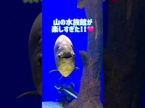 山の大地の水族館が楽しすぎた❤️❤️