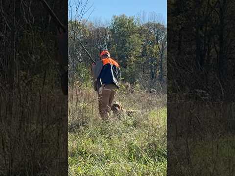 Quail escapes hunters #wirehairedpointinggriffon