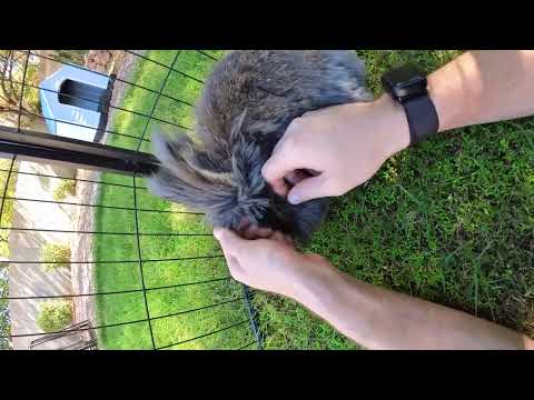 First Day of the Season for Churro to Get Outside Time (temperature under 80) #rabbit #bunny