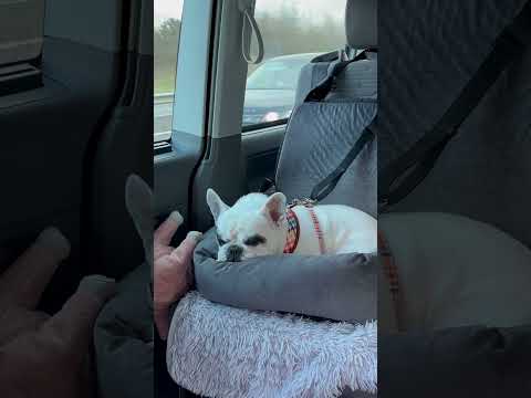 Campervan dog road trip in VW California Ocean #vwcalifornia #campervan #roadtrip