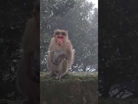 monkey in Forest