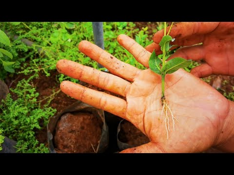 How to propagate Ixora by Stem cutting-agri buzz