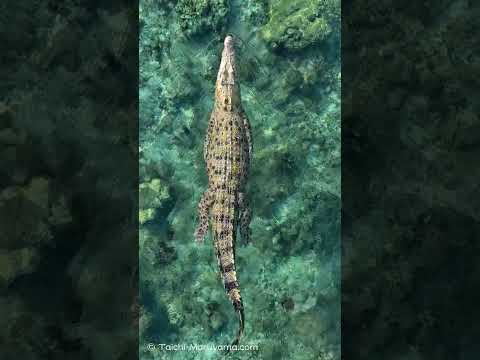 🪸レア！浅瀬の海で佇むイリエワニ🐊