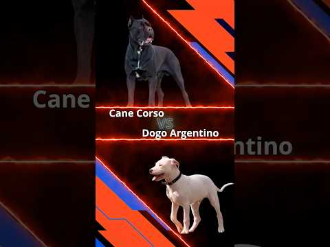 Cane Corso vs Dogo Argentino: Clash of Titans! 🔥⚔️ #canecroso #dogoargentino #shorts