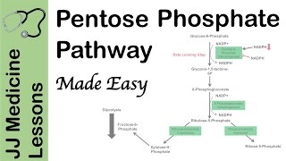 Pentose Phosphate Pathway - Regulation, Purpose and Importance in Human Health