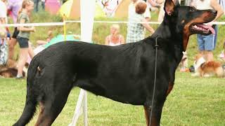 [Beauceron] pros and cons of owning a Beauceron || Beauceron Size and Weight