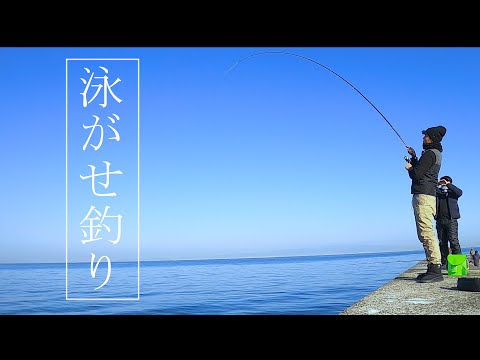 冬の堤防釣りはやっぱりアジの泳がせ釣りが最強だった！