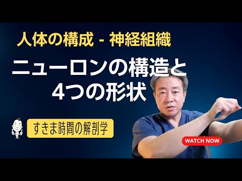 ニューロンの構造と４つの形状【 #かずひろ先生 #解剖学 】