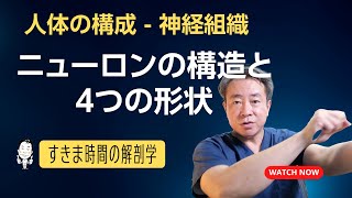 ニューロンの構造と４つの形状【 #かずひろ先生 #解剖学 】