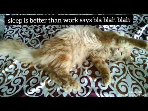 lazy cat |funny cat.2021