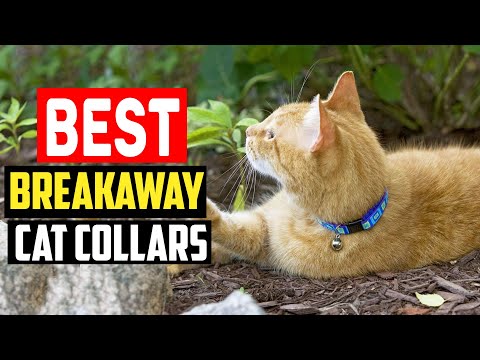 ✅Top 5 Best Breakaway Cat Collars of 2024