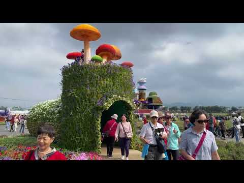 新社花海剪影 2024(113)年11月25日 The beautiful sea of ​​flowers in Xinshe. November 25, 2024