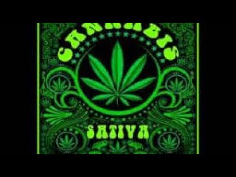 CANNABIS SATIVA. LETRA. CARTEL DE SANTA